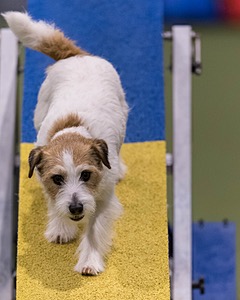 Teddy Caruso