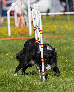 Sport Daniels