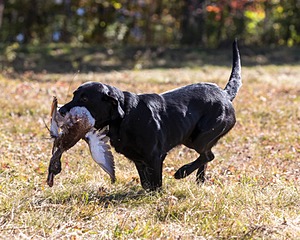 20201011-WCIL-0004.jpg