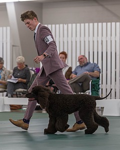 48 - GCH WHISTLE STOP'S TERRA MARIQUE POTENS (Honor)
