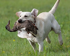 Baby's Kansas Brush Buster