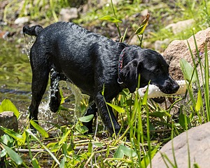 Josie