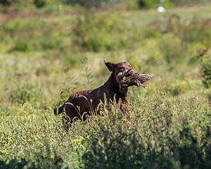 Mocha Barrett