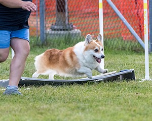 DotCom Scheibenpflug