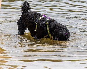 Dottie Notestine