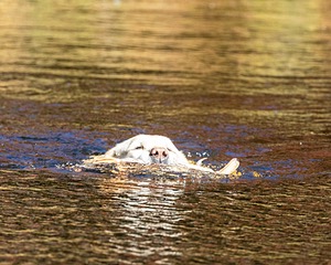 20201011-VetW-0005.jpg