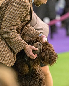 08 - GCH CH Quiet Storm My Boy's Wicked Smart CGCA TKA (Bayes)