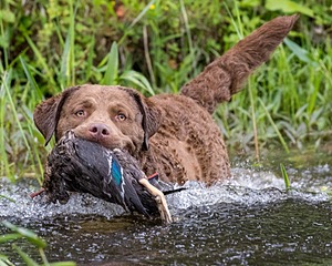 20170603-SHRW-1713.jpg