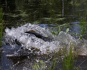 Bode Markle
