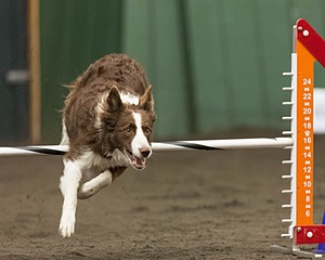 Ruff Bettler