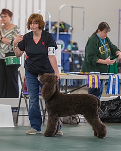 40 - GCH POOLE'S IDE BONNIE BROOK CD RE CGC (Bonnie)