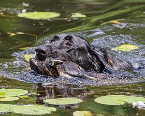Mowgli