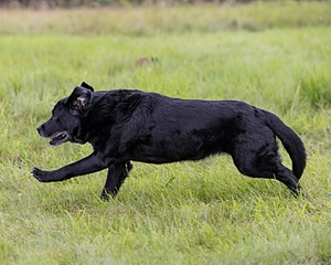 Pemi