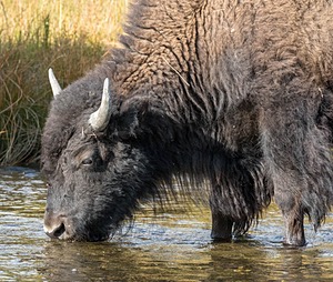 Yellowstone National Park