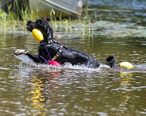 Dottie Notestine