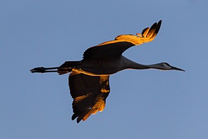 20151205-0869.jpg