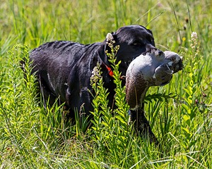 Sealy