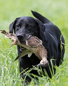 Scout Orlowski