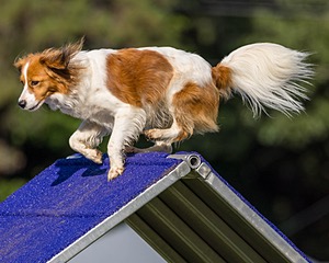 Tinkerbelle Ryan