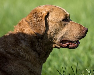 Odie
