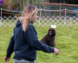 1741 - GCH CH BREKKON'S FIRST MARK CGC