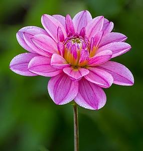Dahlia, Massachusetts