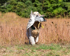 Ghillie Deresienska