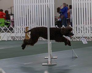 2503 - GCH CH BLACKTHORN'S KEEVA CROMPTON AX AXJ XF RN CGC (Keeva)