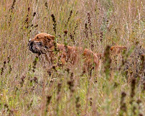Wray Rowbottom
