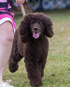 20 - GCH ALL GREEN WI'ENVY V ALPHA NORDIC DS CD RE