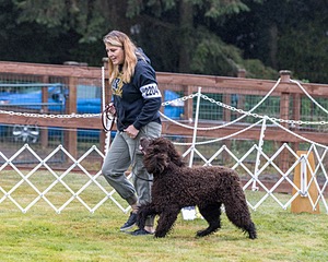 2204 - GCH CH BREKKON'S FIRST MARK CGC