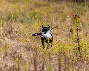 Iowa Pointing Labs Messinger's Kel (Kel)