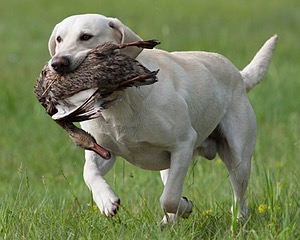 Baby's Kansas Brush Buster