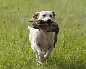 Baby's Kansas Brush Buster