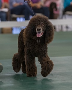 40 - GCH POOLE'S IDE BONNIE BROOK CD RE CGC (Bonnie)