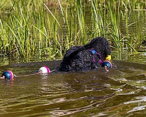 Perry