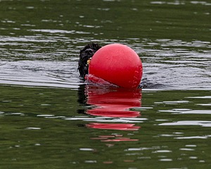 Boaty Bellicose