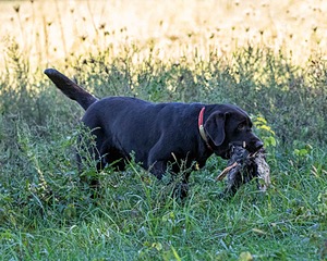 Molly Brownell