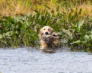 Ghillie Deresienska
