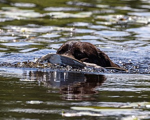Otter Henry
