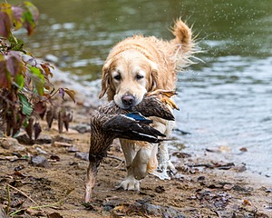 Ghillie