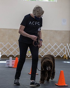 2101 - GCH CH MACH ARROYO'S BEGIN THE BEGUINE MXS MJS MXP MJP MXF T2B2 (Porter)
