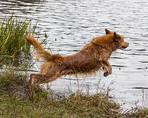 Tiger McCluer