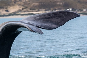 Southern Right Whale, Puerto Piramedes, Argentina