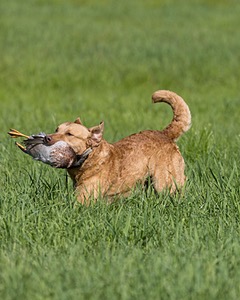Odie