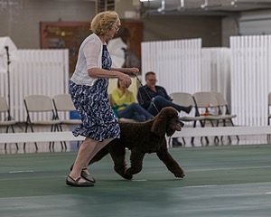 36 - GCH ARROYO'S BEGIN THE BEGUINE AX OAJ NF (Porter)