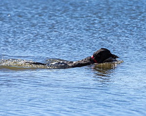 Baxter Morrow