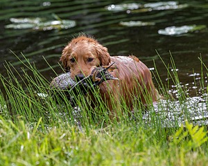 20170603-SHRW-0433.jpg