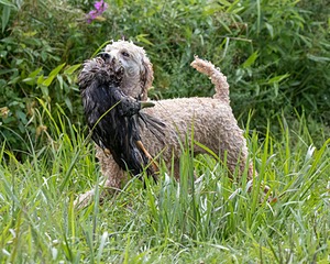 Kermit Mitchell