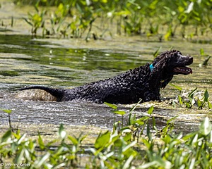 Ghillie